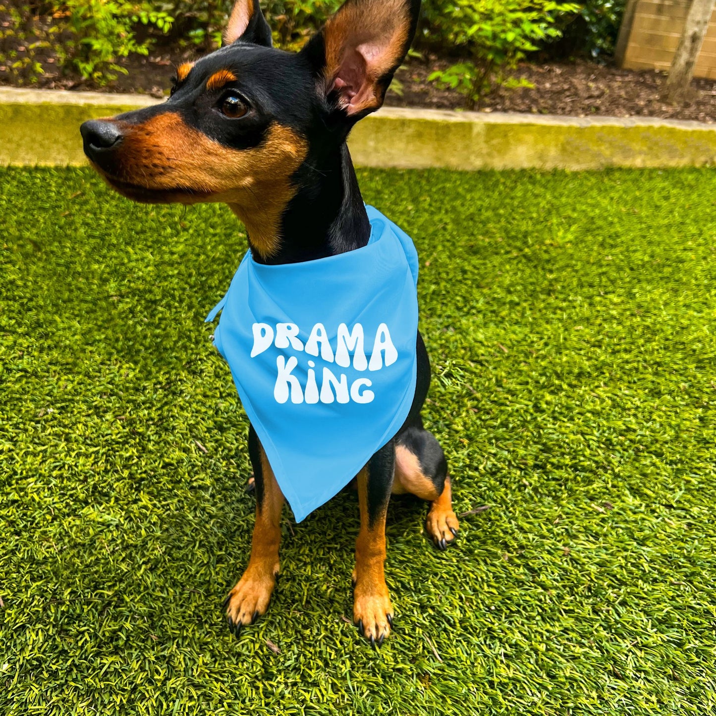 "Drama King" Retro Wave Dog Bandana