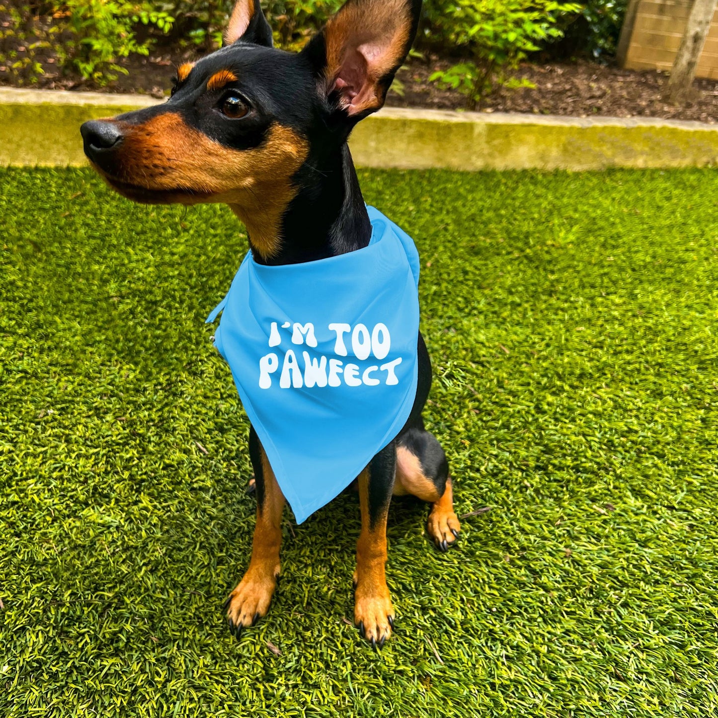 "I'm Too Pawfect" Dog Bandana