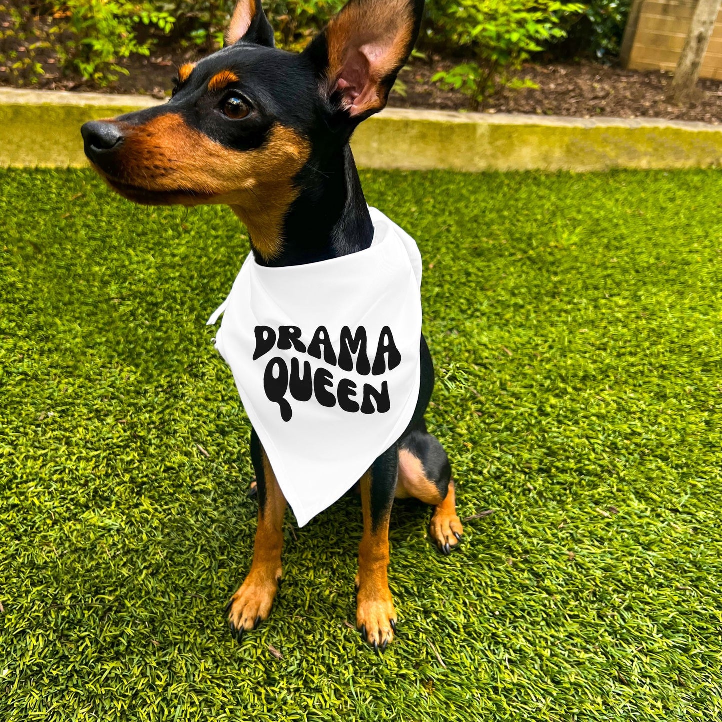 "Drama Queen" Retro Wave Dog Bandana