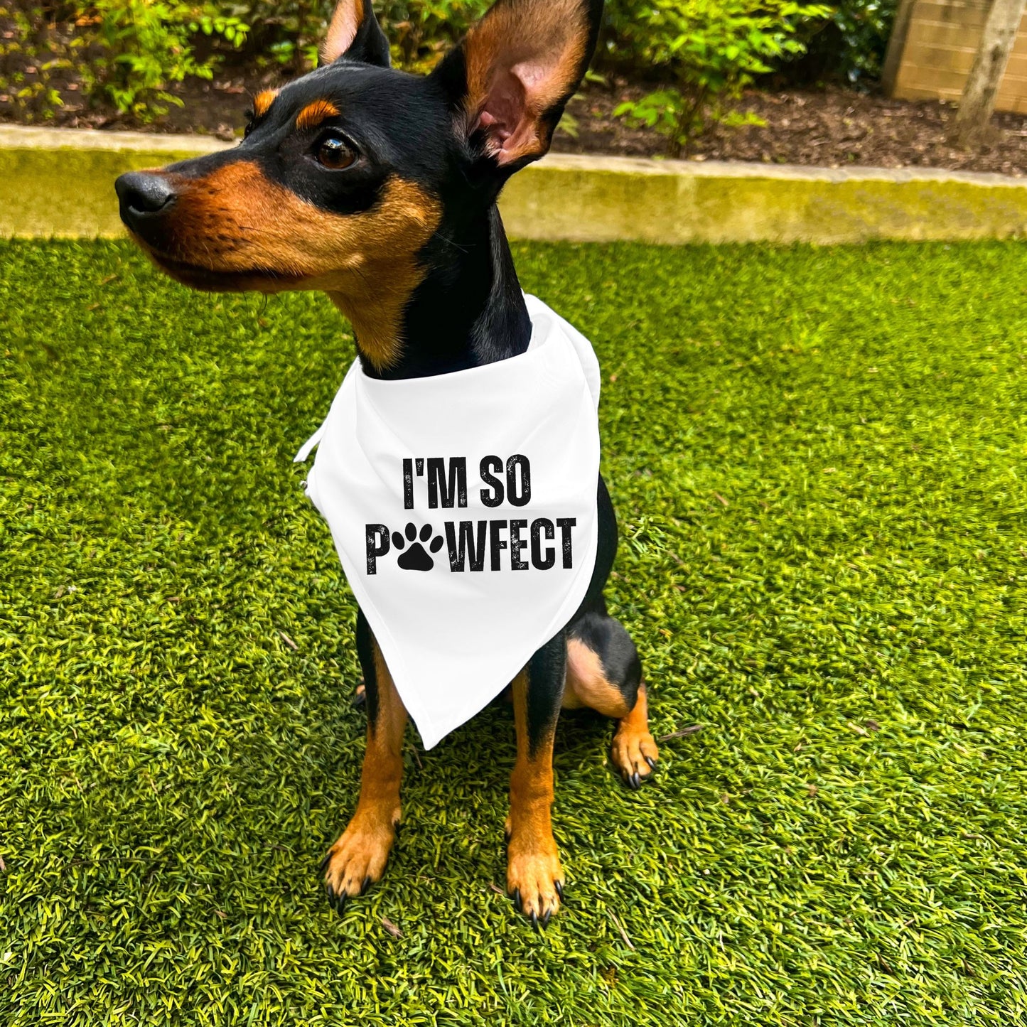 "I'm SO Pawfect" Dog Bandana