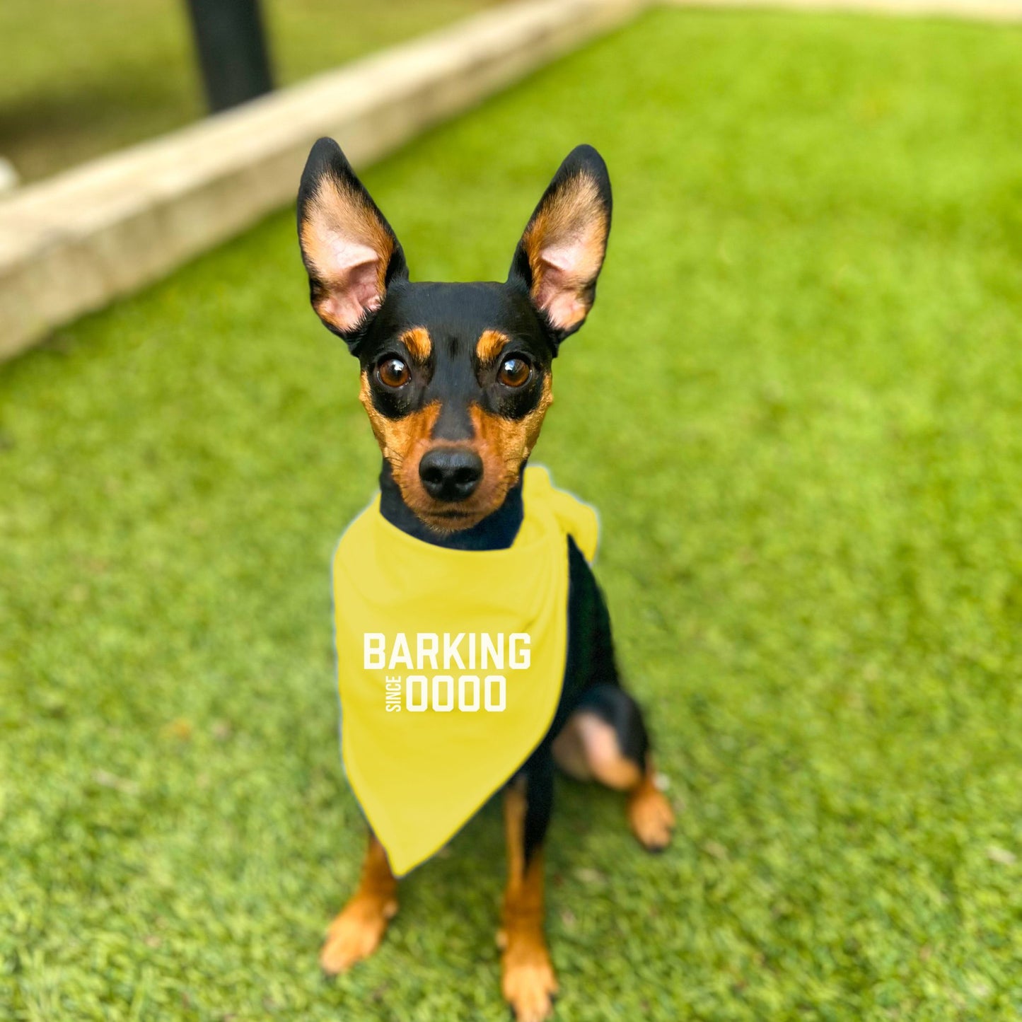 "Barking Since 0000" Custom Dog Bandana