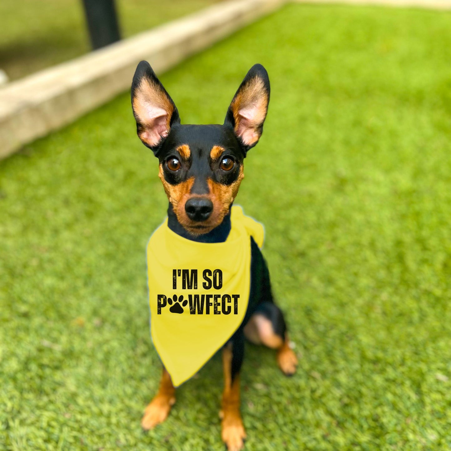 "I'm SO Pawfect" Dog Bandana