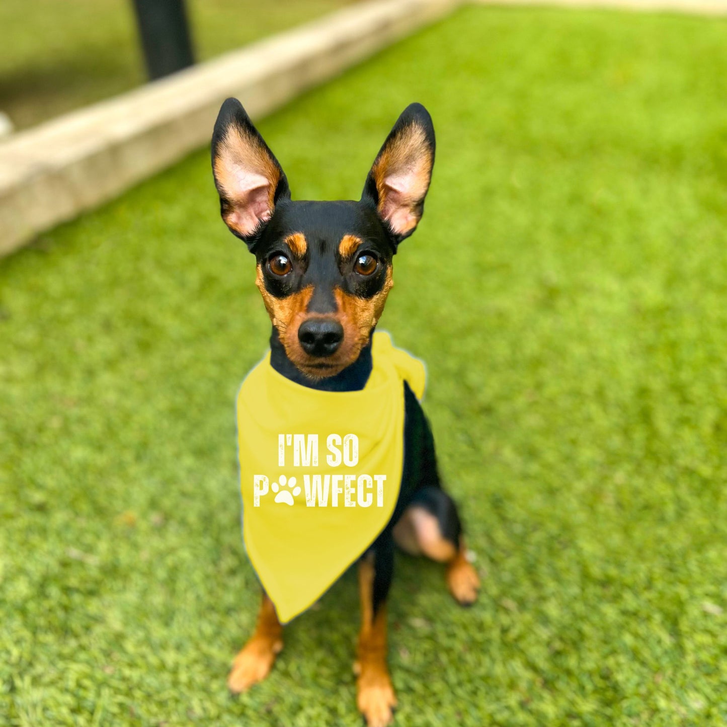 "I'm SO Pawfect" Dog Bandana