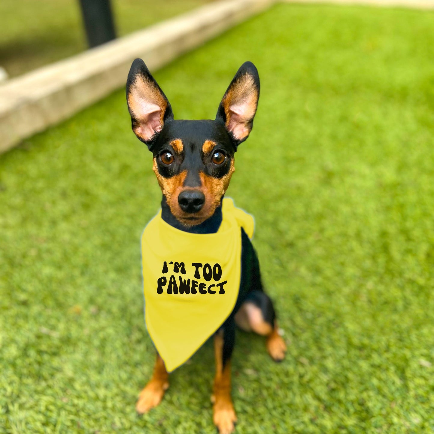 "I'm Too Pawfect" Dog Bandana