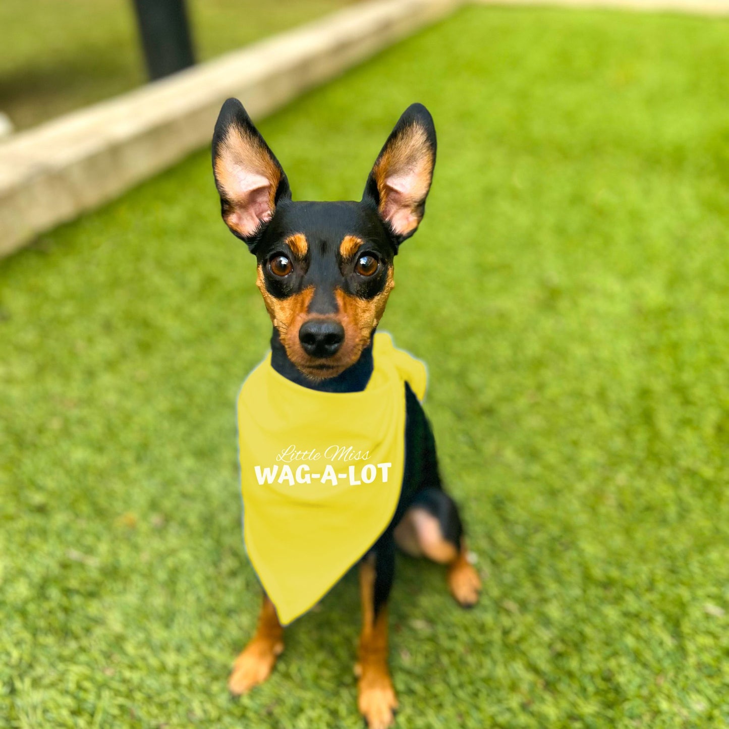 "Little Miss Wag-A-Lot" Dog Bandana