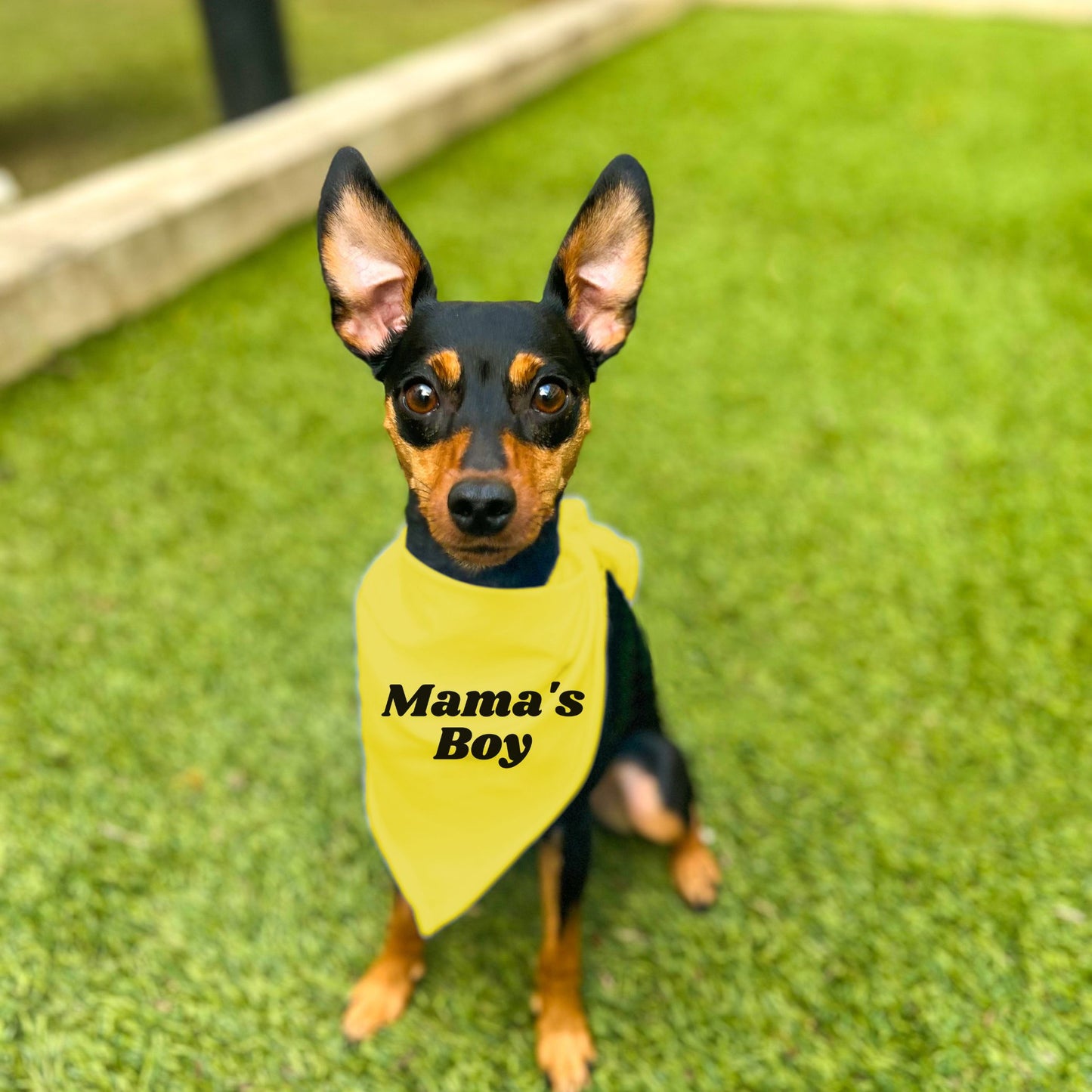 "Mama's Boy" Dog Bandana