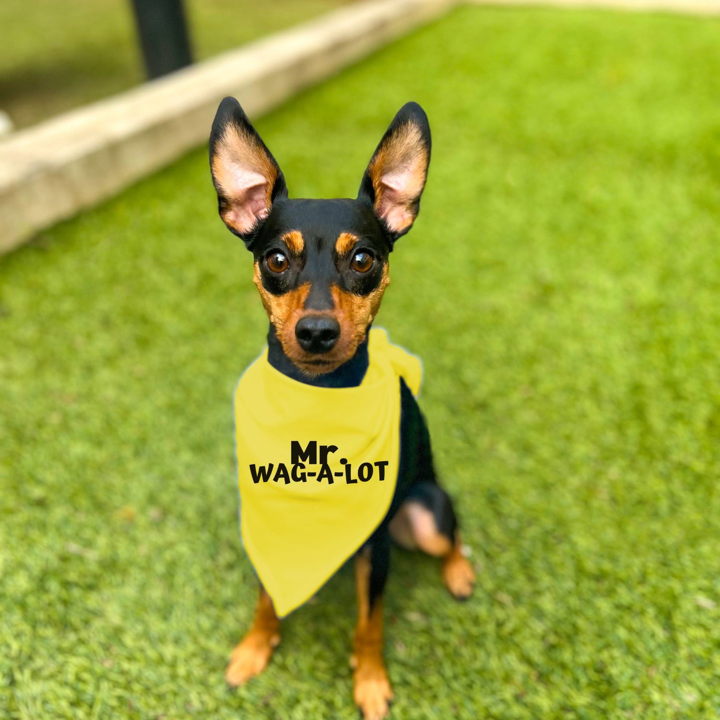 "Mr. Wag-A-Lot" Dog Bandana